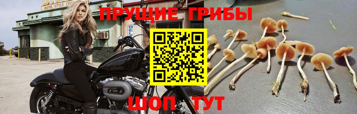 Псилоцибиновые грибы ЛСД  купить наркоту  Кузнецк  Вход с VPN  Псилоцибиновые грибы мухоморы 